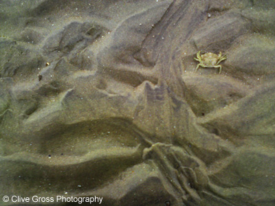 Beach Sand Crab