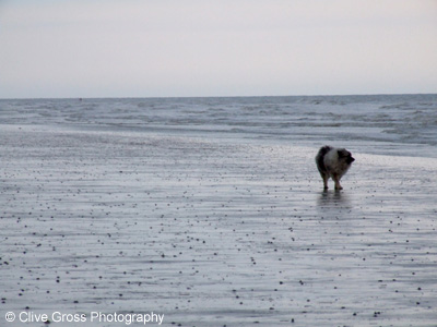 Dog strolling on Beach