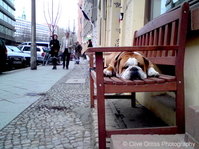 Bulldog on Bench