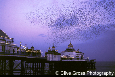 Starlings over Eastbourne Pier