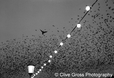 Starlings at Eastbourne Pier