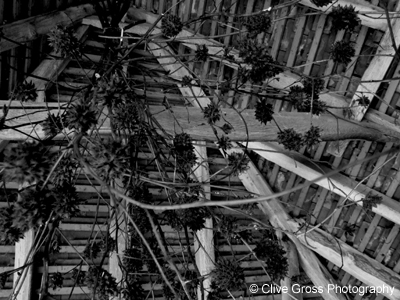 Great Dixter Barn beams