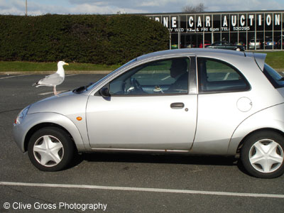 Gull and Motorist