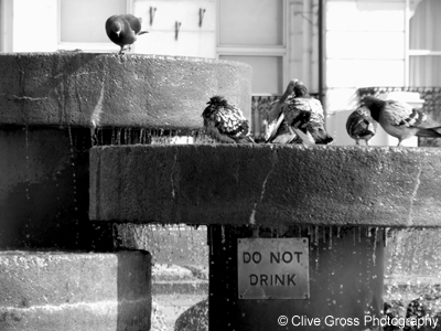 Pidgeon Drinking Fountain