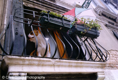 Bulldog on Venice balcony