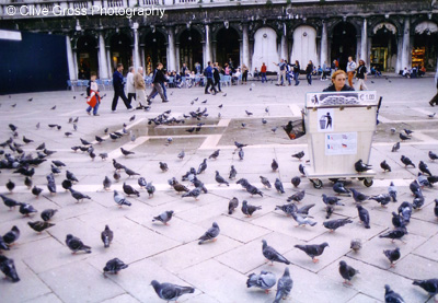 Pidgeoin food seller Venice